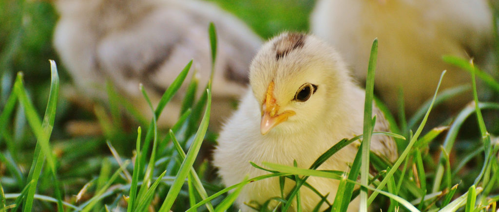 Chicken Incubation Area