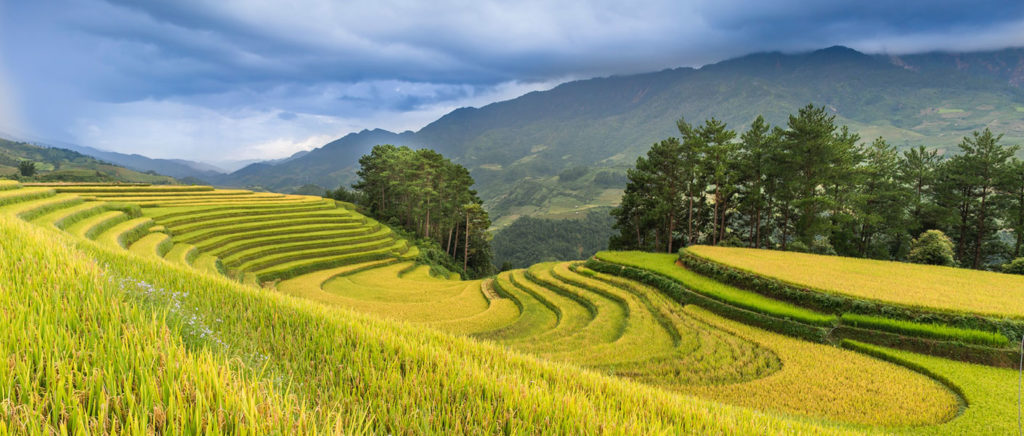 Rice Fields