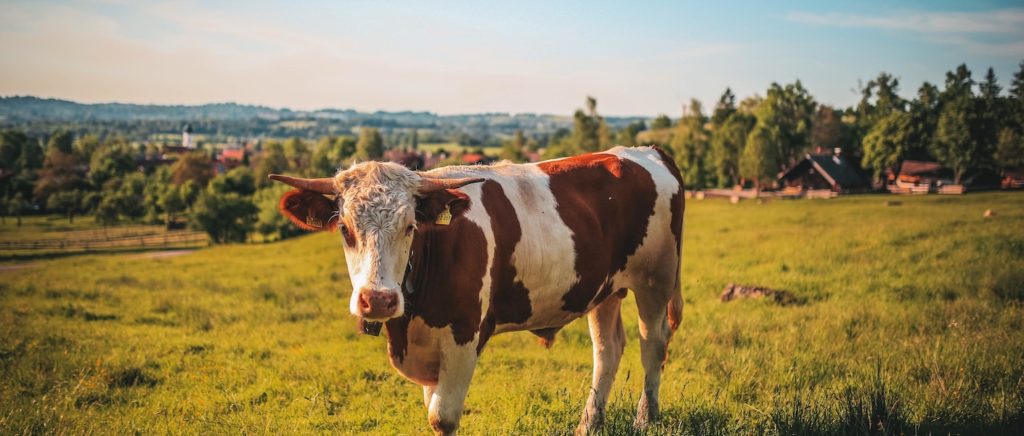 Dairy Farm