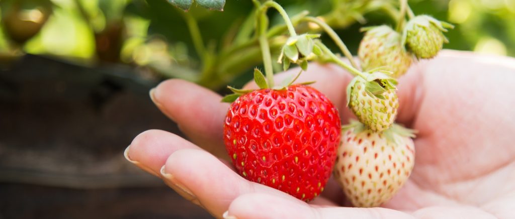 Strawberry Farm