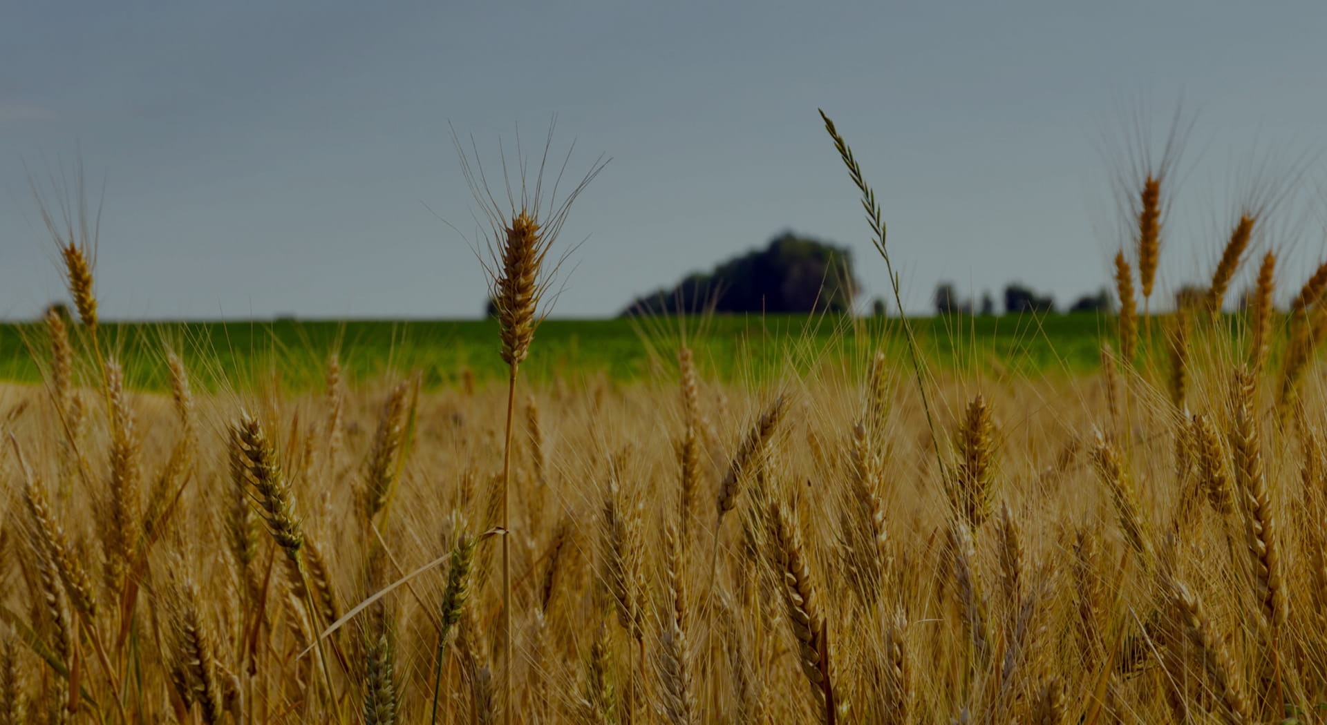 Sustainable Growth