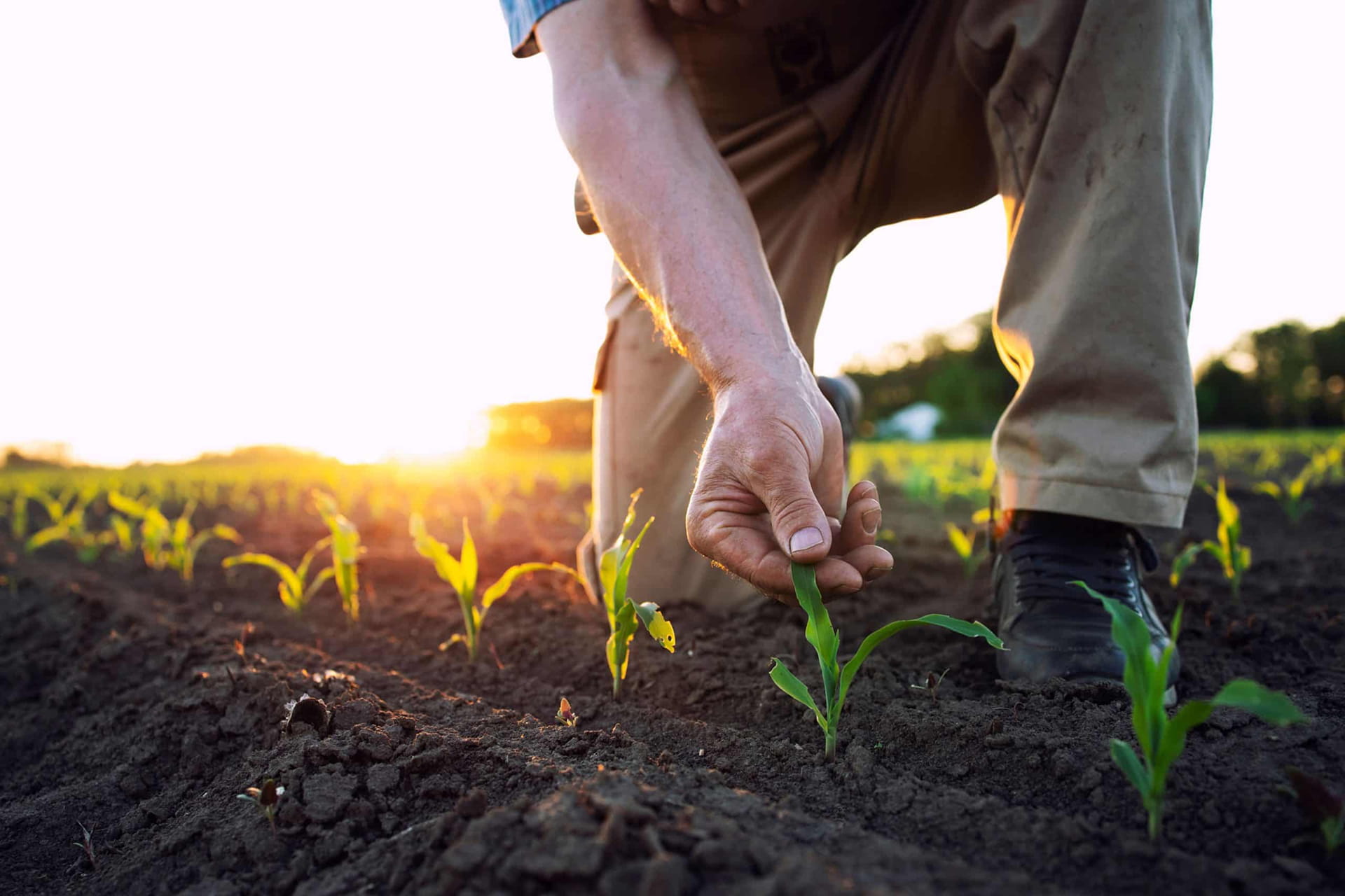 Growing with Results