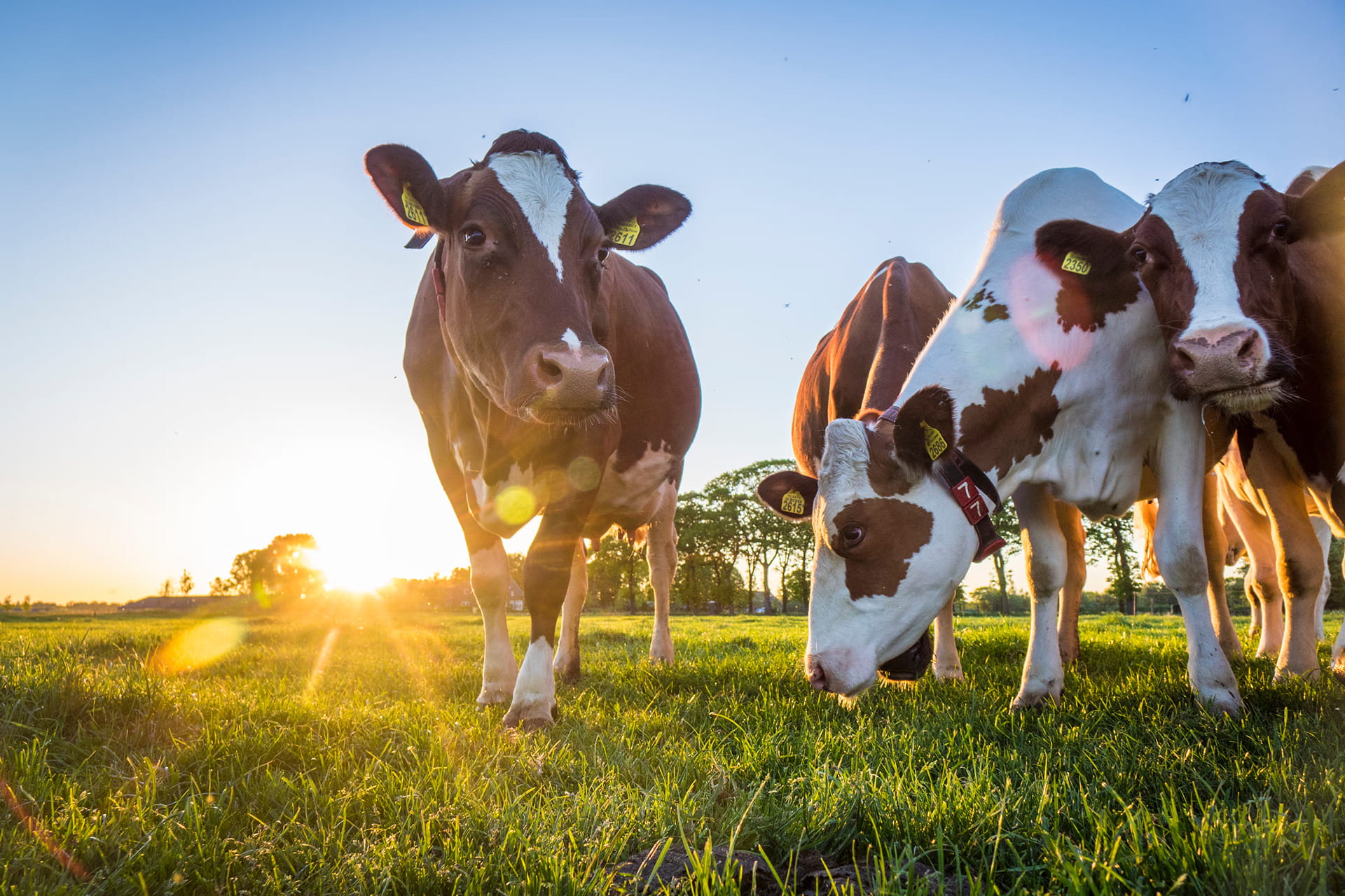 Dairy Products